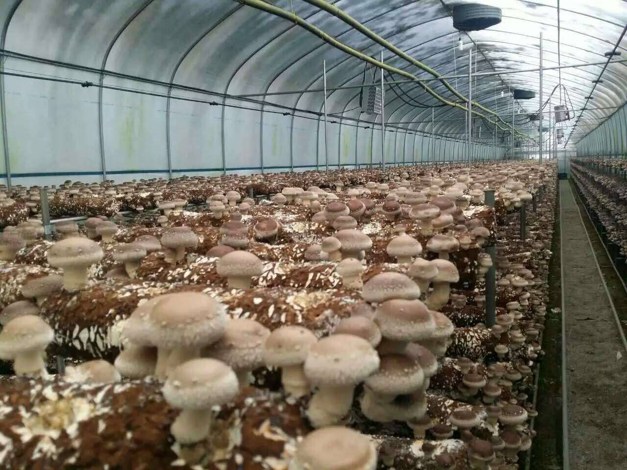 食用菌菌种 香菇菌棒 平菇菌棒 山东青岛出口欧洲西班牙食用菌菌棒1