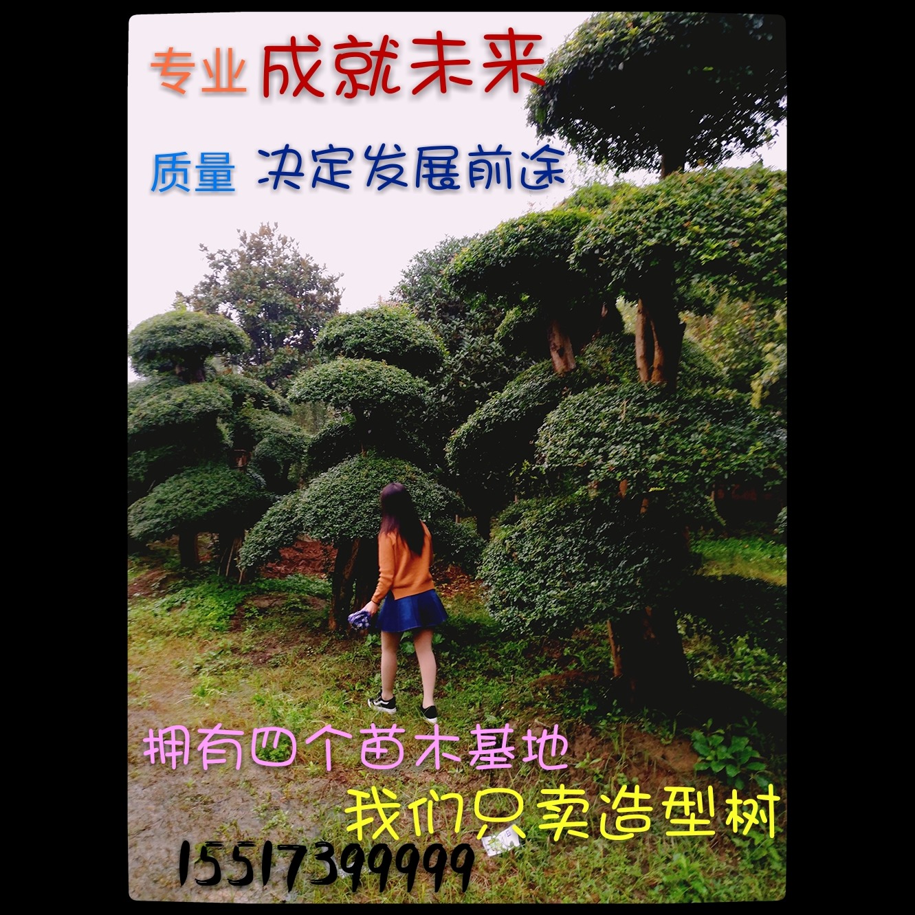 乔木 河南鄢陵精品对节白蜡造型树4