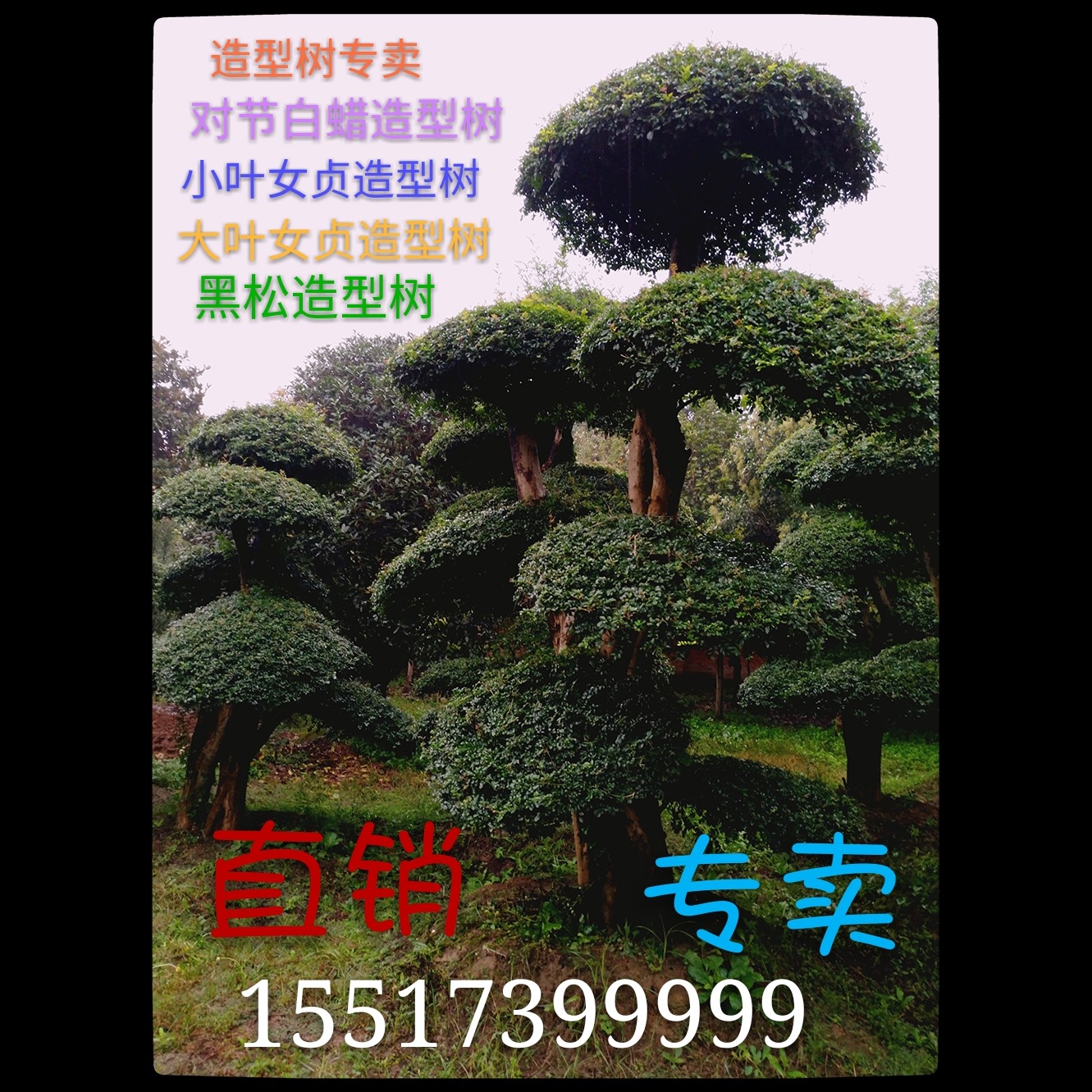乔木 鄢陵精品对节白蜡造型树2