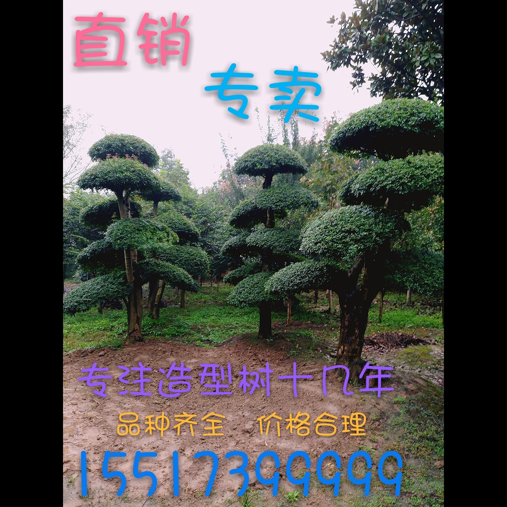 乔木 河南鄢陵精品对节白蜡造型树1