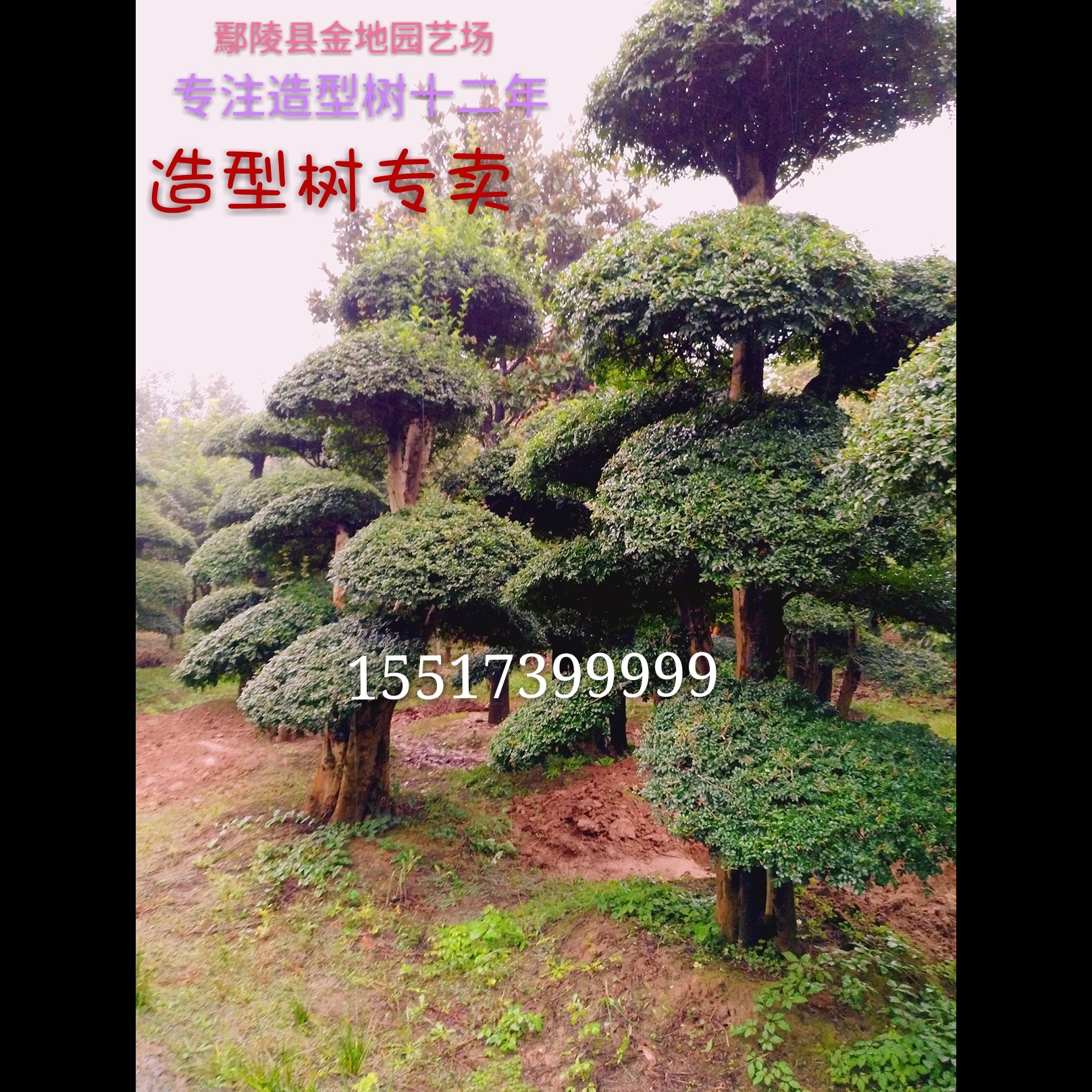 乔木 河南鄢陵精品对节白蜡造型树3