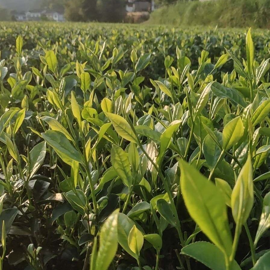 2021浓香型新茶毛峰贵州茶叶嫩芽去或正宗绿茶100g250g500g1