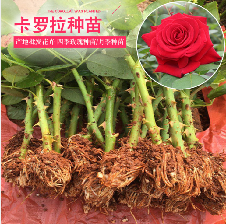 风味玫瑰李子树苗 风味玫瑰李子苗供应 月季蔷薇类植物5
