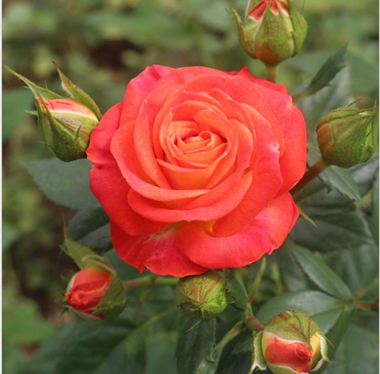 风味玫瑰李子树苗 风味玫瑰李子苗供应 月季蔷薇类植物3