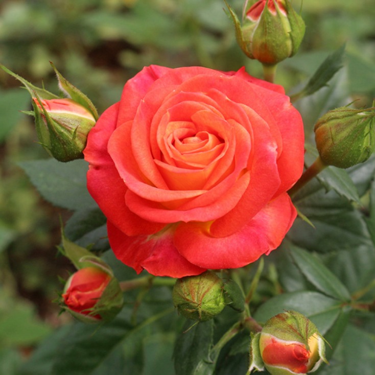 月季蔷薇类植物 巨玫瑰葡萄苗 夏黑芽变葡萄苗 批发5