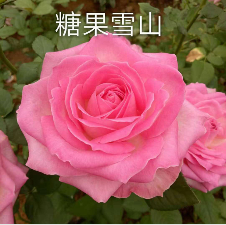 月季蔷薇类植物 巨玫瑰葡萄苗 夏黑芽变葡萄苗 批发3