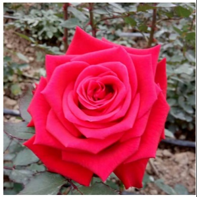 风味玫瑰李子树苗 风味玫瑰李子苗供应 月季蔷薇类植物