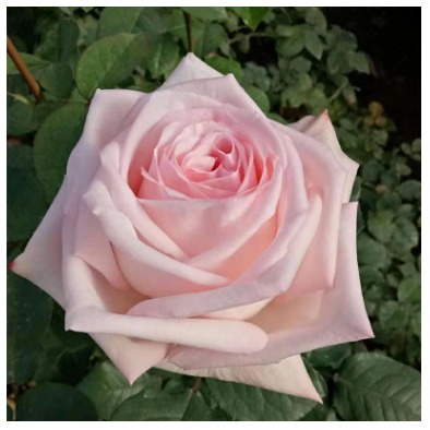 月季蔷薇类植物 鲜切花种苗 室外钻石玫瑰苗