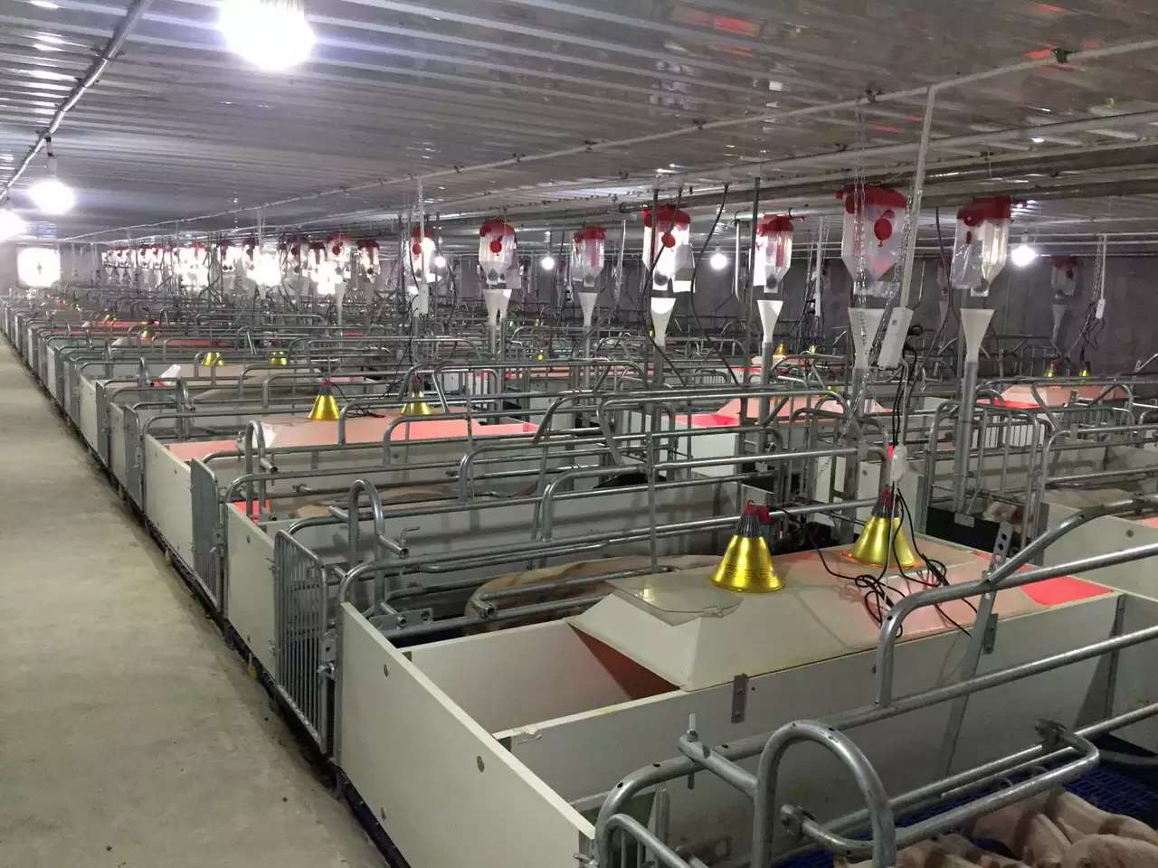 自动料线 猪场专用料线 京力科 养猪设备料线 厂家直销 养猪自动料线2