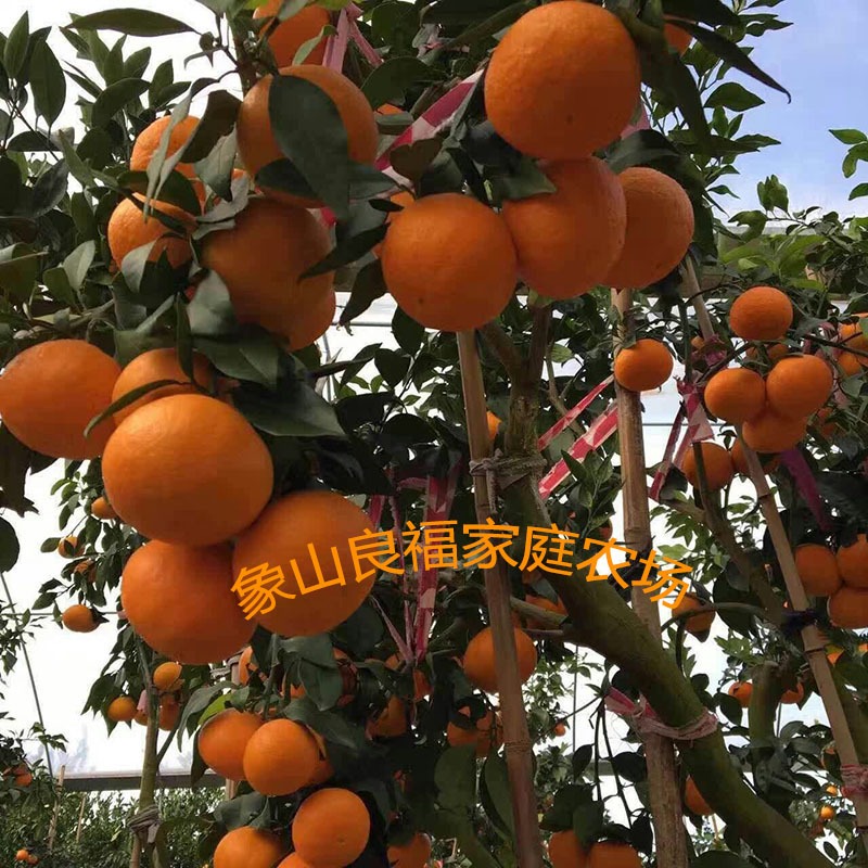象山柑桔新品种象山爱媛28号 杂柑皇后 果树2