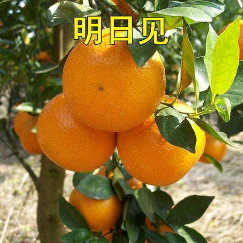 象山良福家庭农场直发 柑桔苗明日见 柑橘新品种 果树1