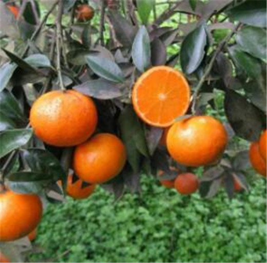 无籽沃柑 象山良福家庭农场批发 正宗柑橘新品种：091 果树1