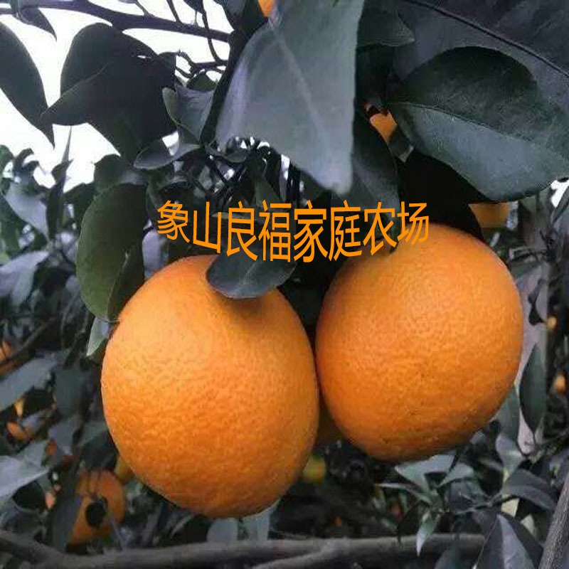 象山基地直售 果树 柑桔新品种象山爱媛28号 杂柑皇后4
