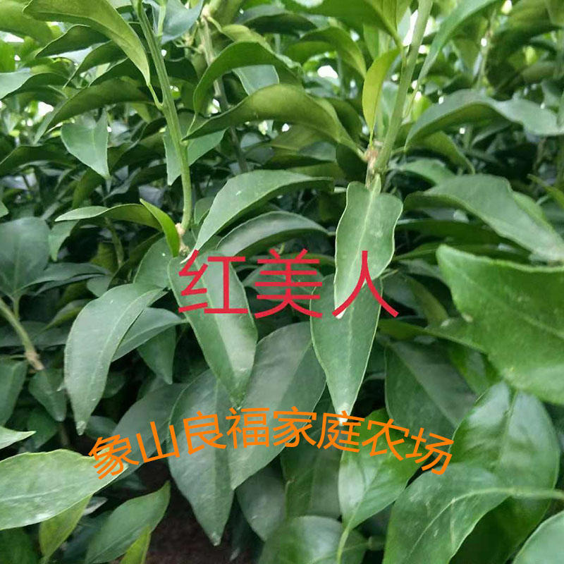 红美人柑橘苗 果树 一年生爱媛28号柑桔苗 厂家2