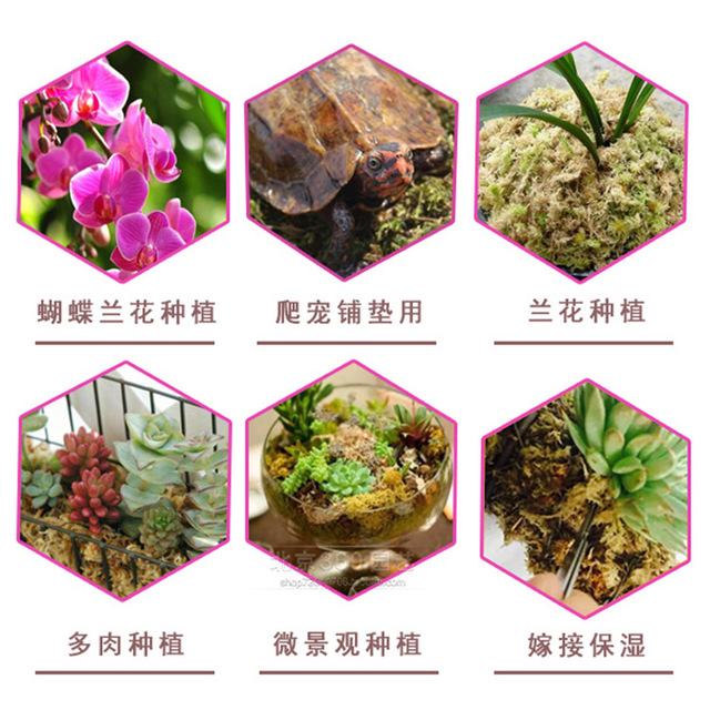 营养基质微景观 兰花专用 批发干水苔 干苔藓 蝴蝶兰栽培基质1