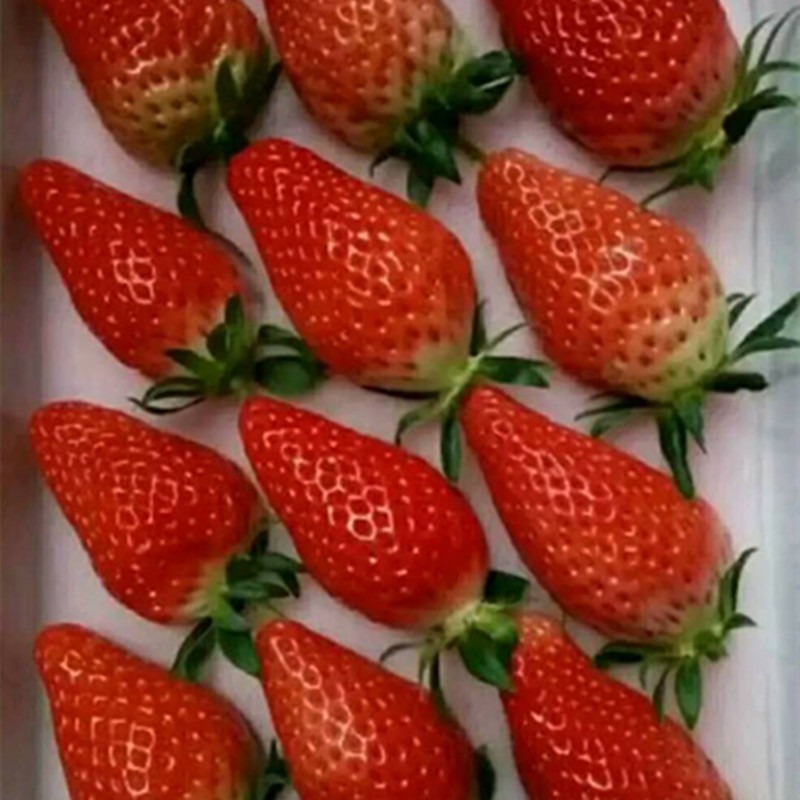 甜宝草莓苗甜宝草莓苗甜宝草莓苗品种批发价格 果树