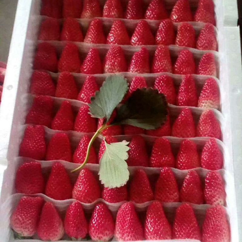 甜宝草莓苗甜宝草莓苗甜宝草莓苗品种批发价格 果树1