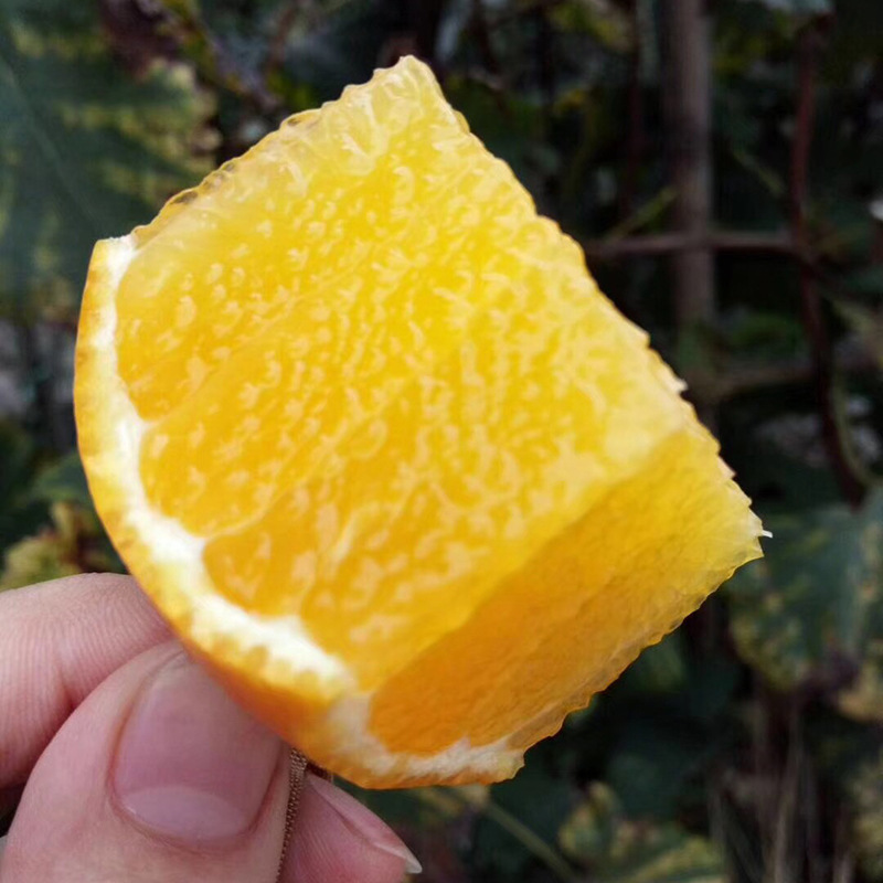 新鲜水果手剥橙子 5斤装新鲜橙子现货 四川特产甜橙现摘新鲜橙子4