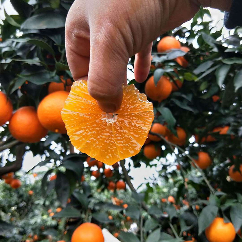 新鲜水果手剥橙子 5斤装新鲜橙子现货 四川特产甜橙现摘新鲜橙子2