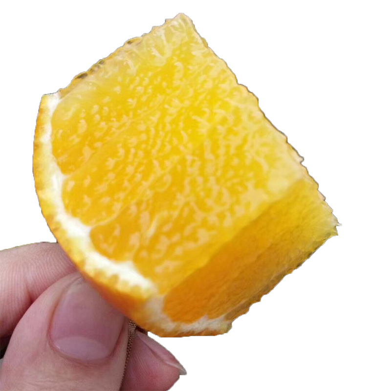 丹棱爱媛38号橙黄色柑 皮薄无籽化渣光滑圆果形果冻橙5斤中果现摘2