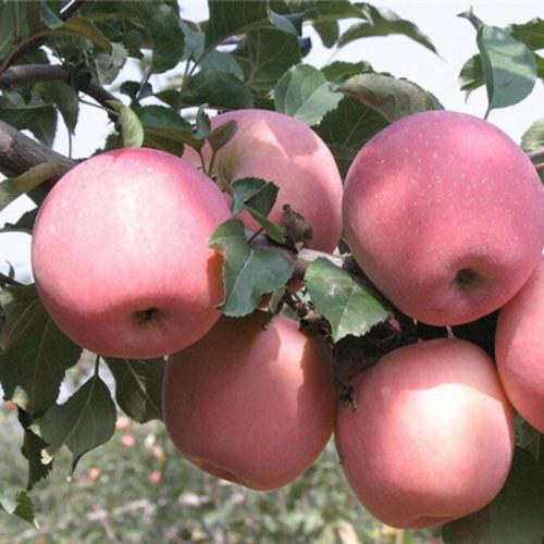 核桃树 苹果树 种苗 梨树 石榴树 桃树1