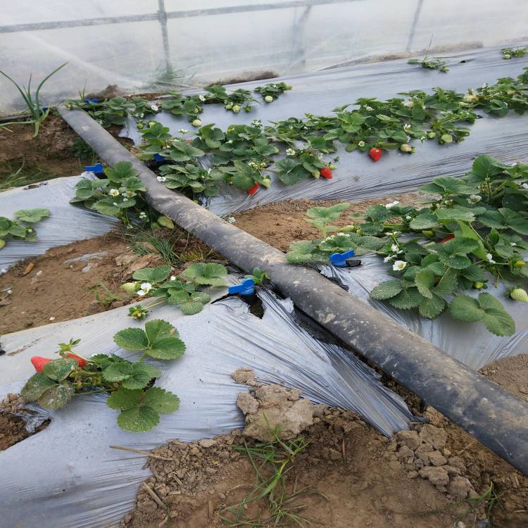 灌溉工具 鑫迪龙蔬菜水肥一体化滴灌带厂家1