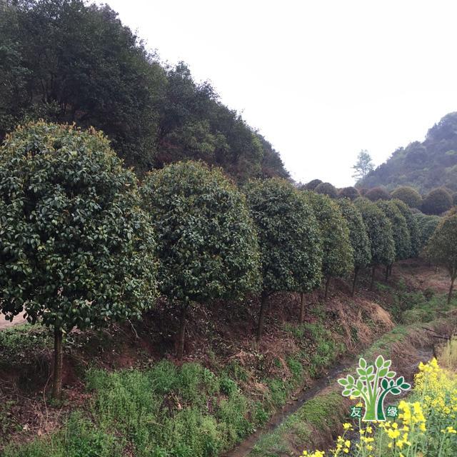 桂林桂花树批发 高3米以上精品桂花树 友缘苗木供应15公分桂花树2