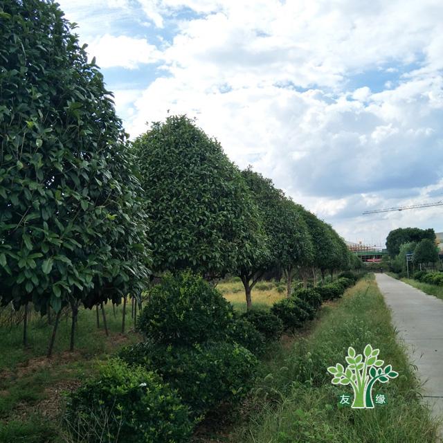 桂林桂花树批发 高3米以上精品桂花树 友缘苗木供应15公分桂花树1