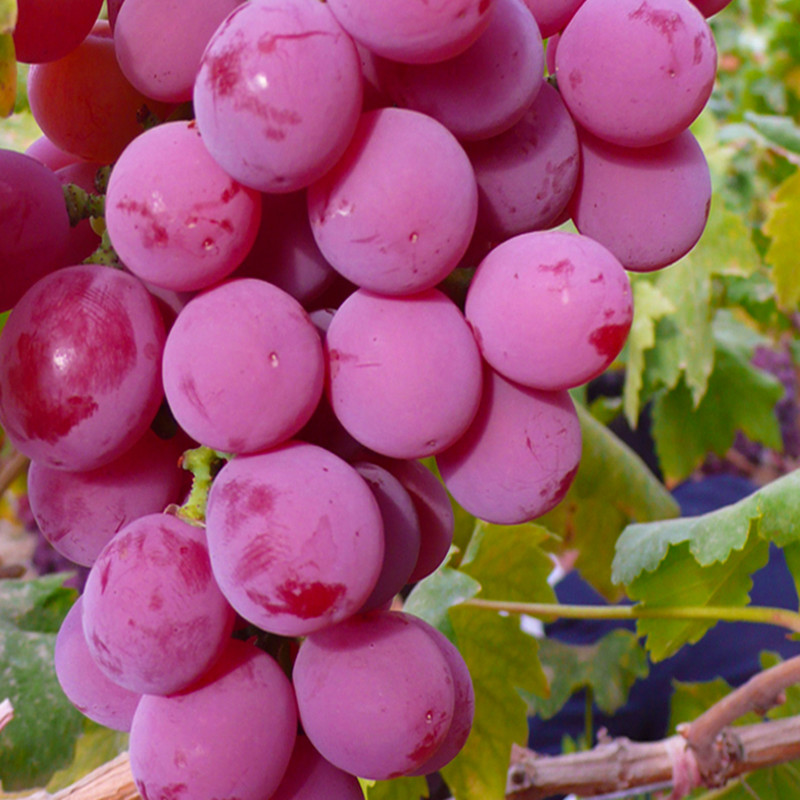 庭院嫁接果树葡萄 品种齐全 夏黑 巨峰 红提葡萄 葡萄苗直销5