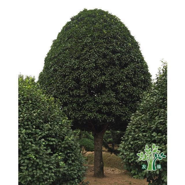 桂林桂花树批发 高3米以上精品桂花树 友缘苗木供应15公分桂花树