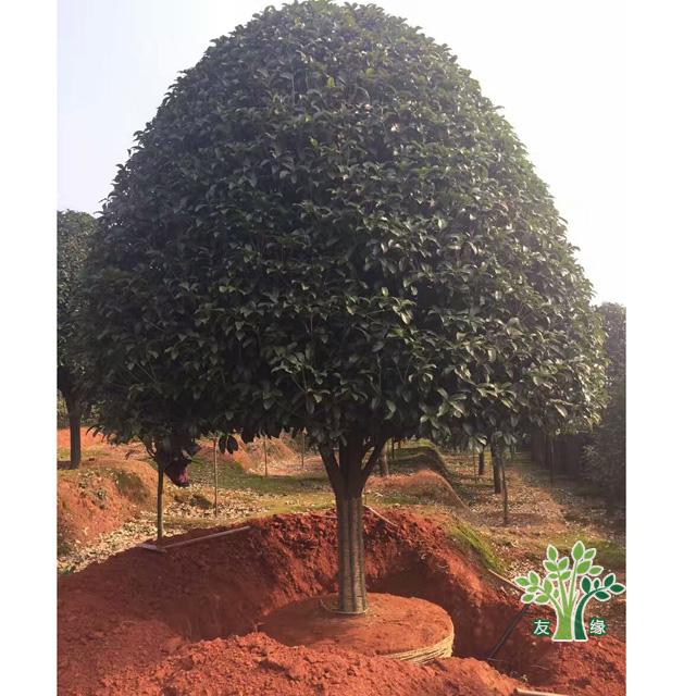 桂林桂花树批发 高3米以上精品桂花树 友缘苗木供应15公分桂花树3