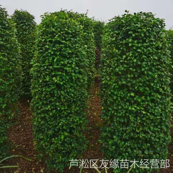 湖南友缘苗木 淡棕色 落叶灌木 1.5米圆柱形 小叶女贞柱子5