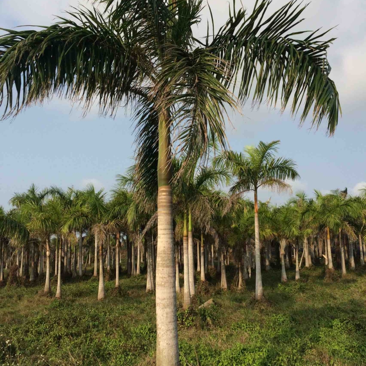 国王椰子 椰子树 椰树 酒瓶椰 庭院豪宅绿化 报价 基地直销 国王椰树4