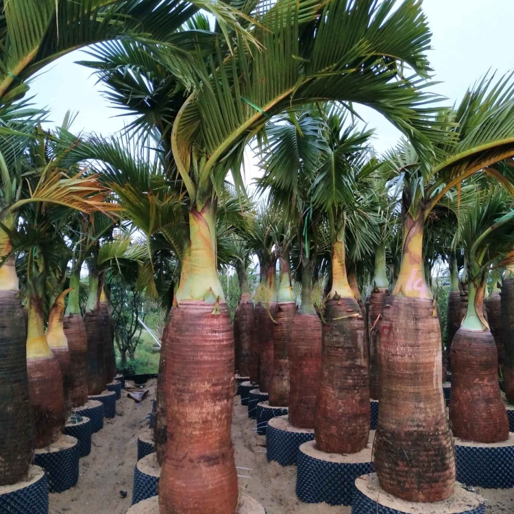 国王椰子 椰子树 椰树 酒瓶椰 庭院豪宅绿化 报价 基地直销 国王椰树