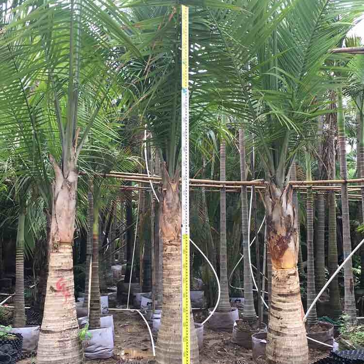 国王椰子 椰子树 椰树 酒瓶椰 庭院豪宅绿化 报价 基地直销 国王椰树2