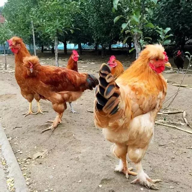 中华宫廷油鸡 其他畜牧业副产品3