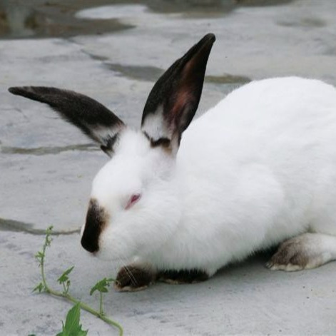 养殖场供应包回收 纯种野兔 包邮 种兔 杂交野兔 改良肉兔1