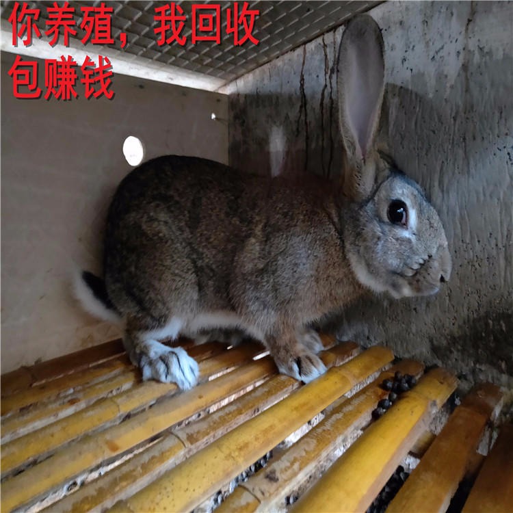 杂交野兔 供技术包回收 杂交野兔批发 低价促销 杂交野兔养殖场 杂交野兔种兔价格4