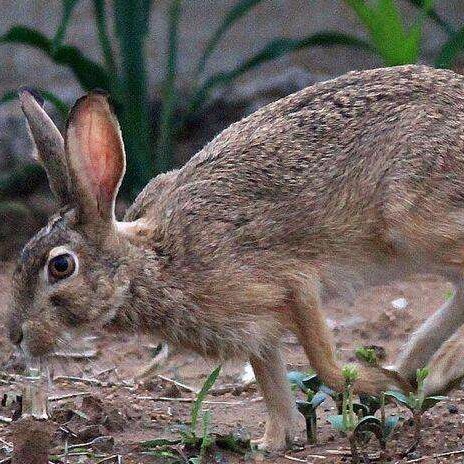 打折杂交野兔纯种野兔 包回收 免费养殖技术6RsAETt93D 养殖场出售3