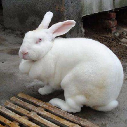 改良肉兔 免费养殖技术KLpReqIehquelIMZFF7ih 纯种野兔 包回收 杂交野兔 热销6