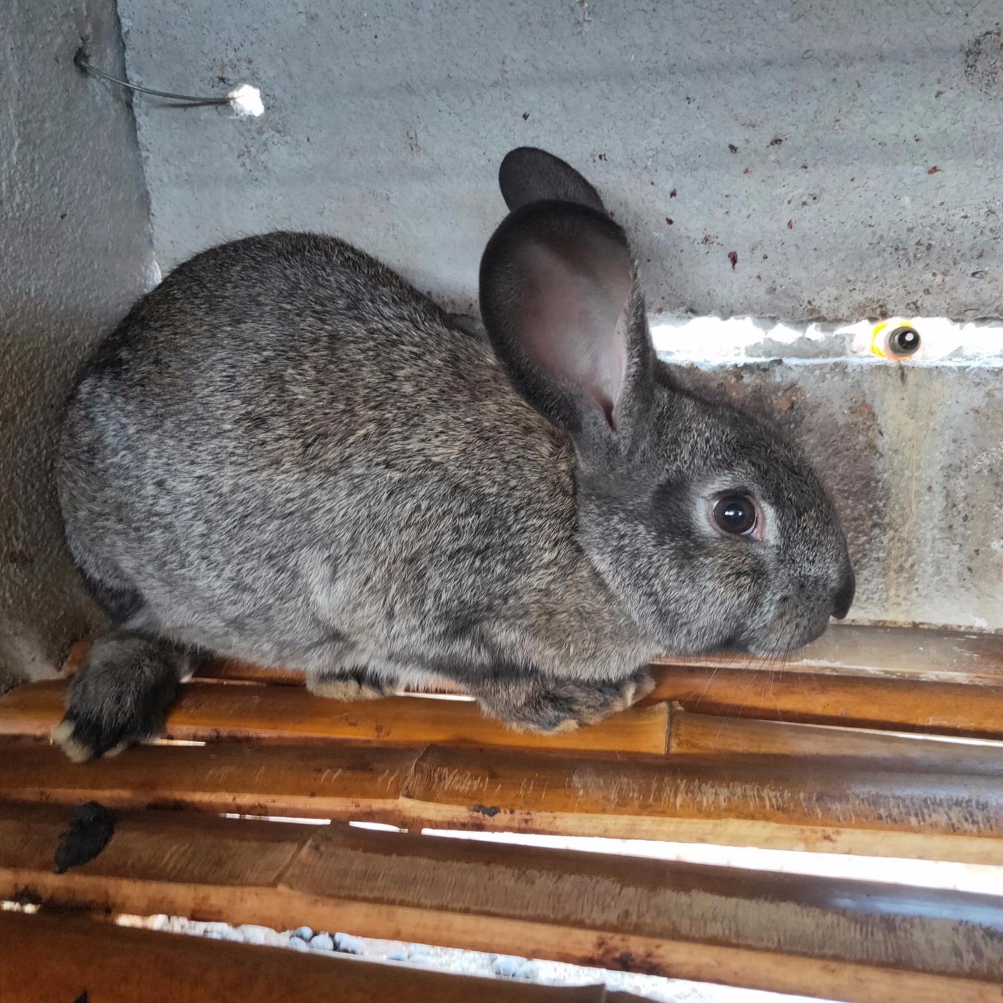 养殖场出售 杂交野兔纯种野兔 包回收 免费养殖技术WWdfyx1mX9U1z1f81