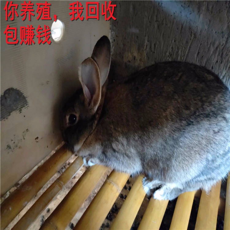 杂交野兔 供技术包回收 杂交野兔批发 低价促销 杂交野兔养殖场 杂交野兔种兔价格