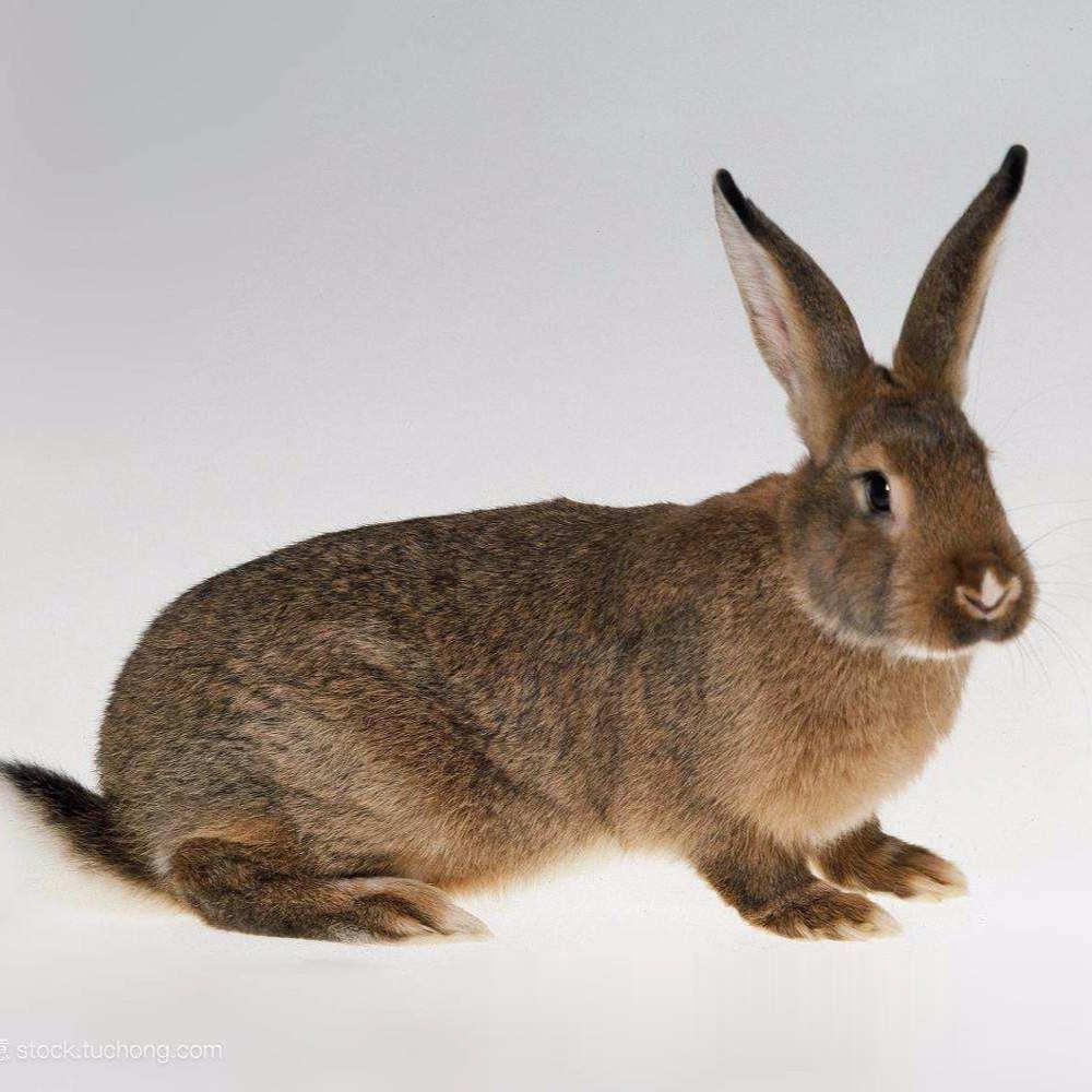 杂交野兔 免费养殖技术wDI8QXyjvWyBig 改良肉兔 包回收 纯种野兔7