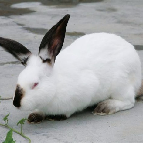 杂交野兔 免费养殖技术wDI8QXyjvWyBig 改良肉兔 包回收 纯种野兔5