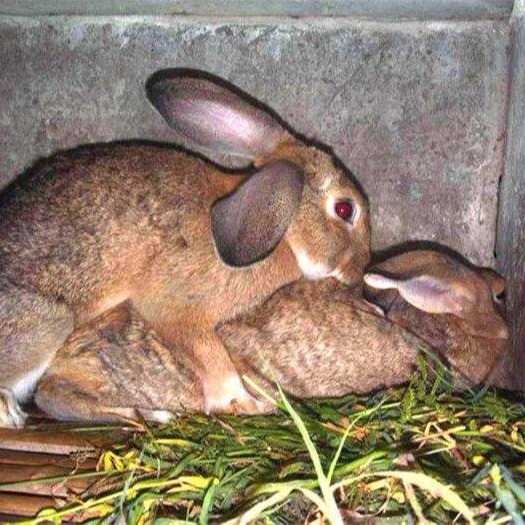 杂交野兔 免费养殖技术wDI8QXyjvWyBig 改良肉兔 包回收 纯种野兔2