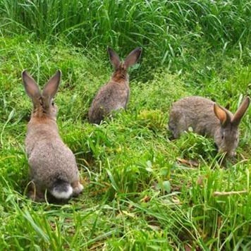 改良肉兔 免费养殖技术KLpReqIehquelIMZFF7ih 纯种野兔 包回收 杂交野兔 热销5