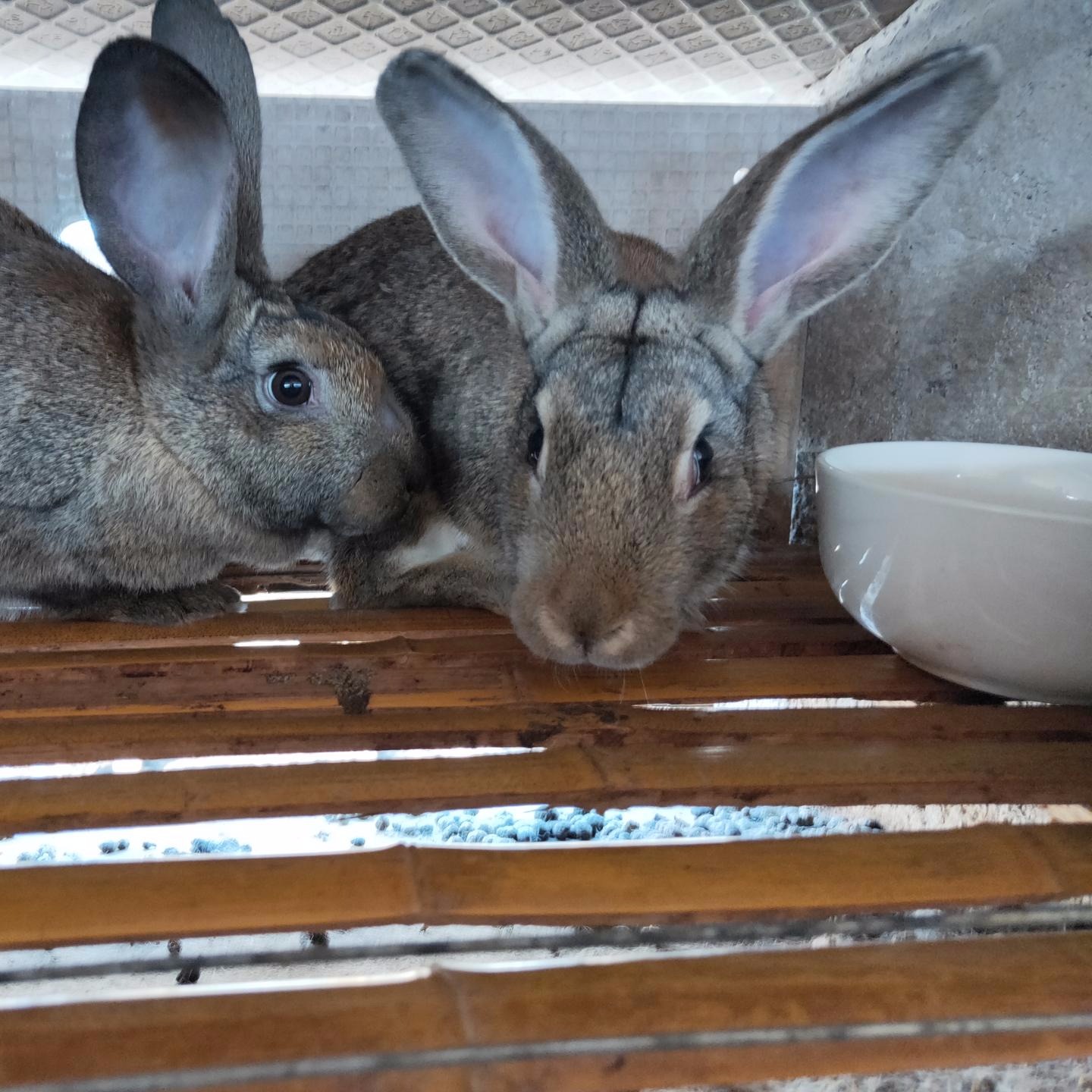 杂交野兔价格 纯种野兔价格 包回收提供技术 改良肉兔价格 种兔价格4