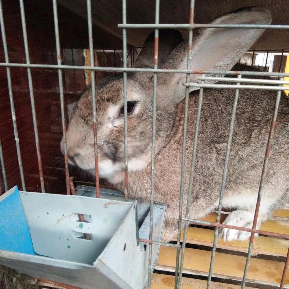 特价 改良肉兔 种兔 杂交野兔 养殖场供应包回收 纯种野兔