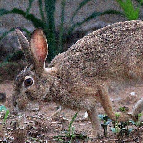 特价 改良肉兔 种兔 杂交野兔 养殖场供应包回收 纯种野兔4