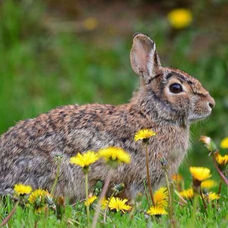 特价 改良肉兔 种兔 杂交野兔 养殖场供应包回收 纯种野兔6